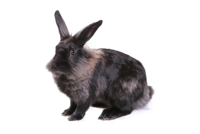 Framed Print : Domestic Rabbit, Lionhead, adult male, sitting Framed Print : Domestic Rabbit, Lionhead, adult male, sitting