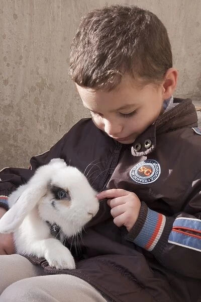 Domestic Rabbit, lop-eared young, wearing harness, sitting with young boy owner, Spain