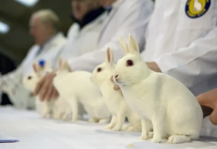 Framed Print : Domestic Rabbit, Netherland Dwarf, albino adults, being judged at show, England, January