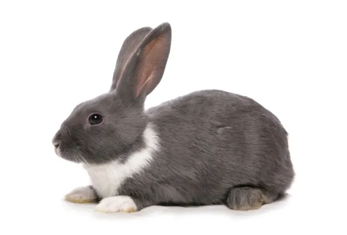 Framed Print : Domestic Rabbit, silver blue, adult, laying Framed Print : Domestic Rabbit, silver blue, adult, laying