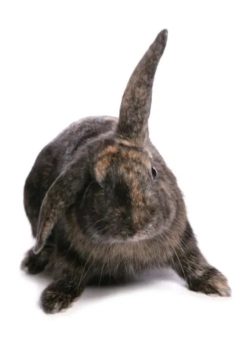 Framed Print : Domestic Rabbit, tortoiseshell lop-eared, adult Framed Print : Domestic Rabbit, tortoiseshell lop-eared, adult