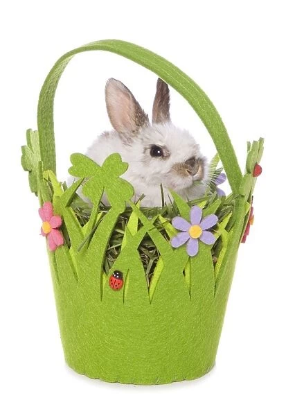 Domestic Rabbit, young, sitting in Easter basket