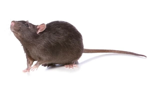 Domestic Rat, adult, standing