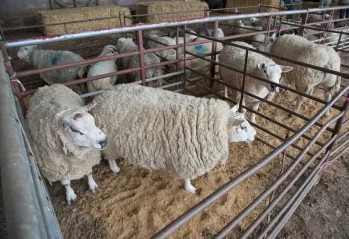 Framed Print : Domestic Sheep, Aberdale Texel tups, Aberdale is based on British Texel breeding but carrying naturally occurring Inverdale prolificacy gene, flock standing in pens, Knock, Cumbria, England, july Framed Print : Domestic Sheep, Aberdale Texel tups, Aberdale is based on British Texel breeding but carrying naturally occurring Inverdale prolificacy gene, flock standing in pens, Knock, Cumbria, England, july