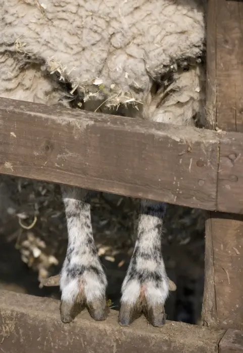 Framed Print : Domestic Sheep, adult, close-up of legs and feet, standing on fence, England, march