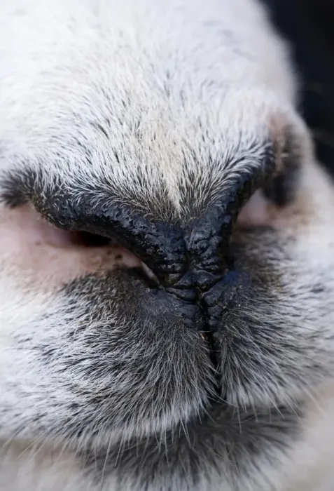 Framed Print : Domestic Sheep, adult, close-up of nose, England, march