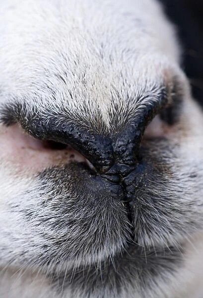 Domestic Sheep, adult, close-up of nose, England, march