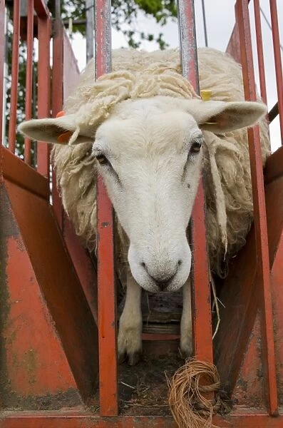 Domestic Sheep, adult, with head through bars before shearing, England, June