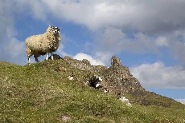 Domestic Sheep, adult, standing on moorland, The Quiraing, Meall na Suiramach, Trotternish Peninsula Ridge