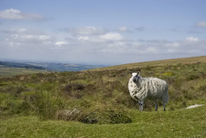 Framed Print : Domestic Sheep, adult, standing on moorland habitat, Dartmoor N. P. Devon, England, July Framed Print : Domestic Sheep, adult, standing on moorland habitat, Dartmoor N. P. Devon, England, July