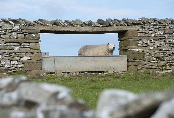 Domestic Sheep, adult, standing beside water trough in drystone wall, Shap, Cumbria, England, april
