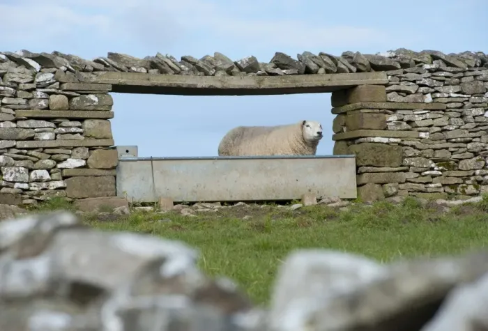 Framed Print : Domestic Sheep, adult, standing beside water trough in drystone wall, Shap, Cumbria, England, april Framed Print : Domestic Sheep, adult, standing beside water trough in drystone wall, Shap, Cumbria, England, april