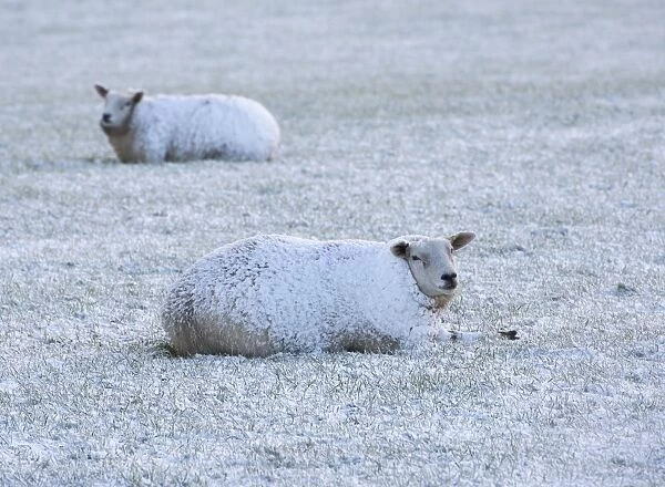 Domestic Sheep, two adults, covered in snow, resting on pasture, near Thornhill, Dumfries and Galloway, Scotland