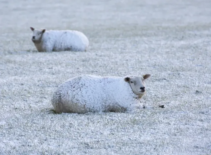 Framed Print : Domestic Sheep, two adults, covered in snow, resting on pasture, near Thornhill, Dumfries and Galloway, Scotland Framed Print : Domestic Sheep, two adults, covered in snow, resting on pasture, near Thornhill, Dumfries and Galloway, Scotland