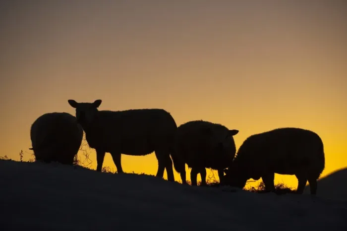 Framed Print : Domestic Sheep, four adults, feeding on hay in snow, silhouetted at sunset, England, december Framed Print : Domestic Sheep, four adults, feeding on hay in snow, silhouetted at sunset, England, december