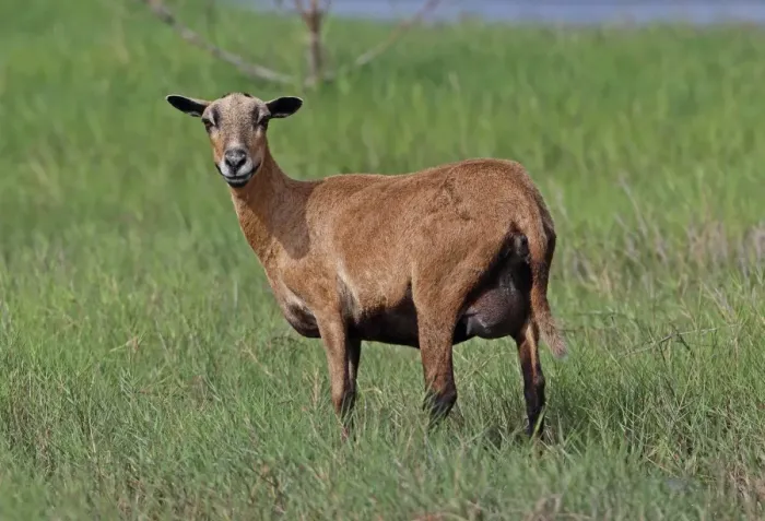 Framed Print : Domestic Sheep, Barbados Blackbelly ewe, standing in wet pasture, St. Lucia, Windward Islands, Lesser Antilles Framed Print : Domestic Sheep, Barbados Blackbelly ewe, standing in wet pasture, St. Lucia, Windward Islands, Lesser Antilles