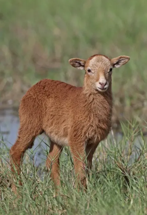 Framed Print : Domestic Sheep, Barbados Blackbelly lamb, standing in wet pasture, St. Lucia, Windward Islands, Lesser Antilles Framed Print : Domestic Sheep, Barbados Blackbelly lamb, standing in wet pasture, St. Lucia, Windward Islands, Lesser Antilles