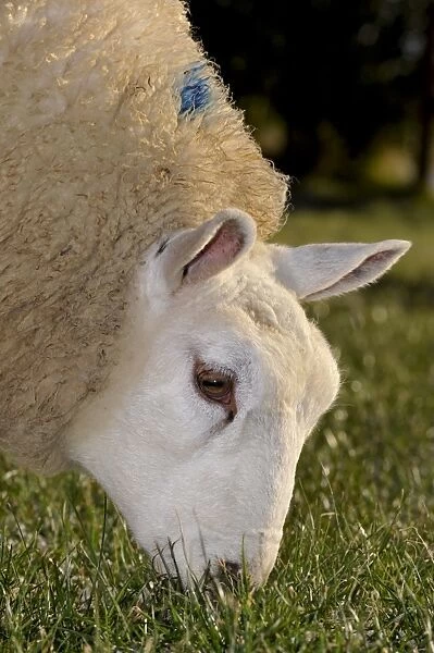 Domestic Sheep, Beltex, close-up of head, grazing grass in pasture, England, november