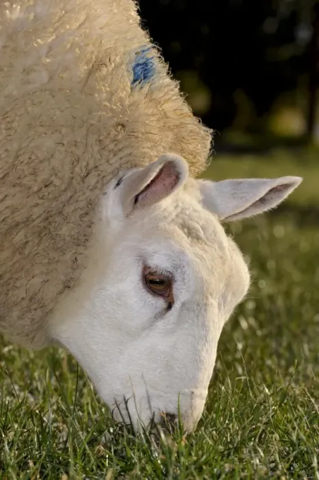 Framed Print : Domestic Sheep, Beltex, close-up of head, grazing grass in pasture, England, november
