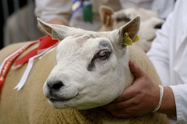 Domestic Sheep, Beltex, close-up of head, champion at show, Royal Highland Show, Ingliston, Edinburgh, Scotland, june 2011