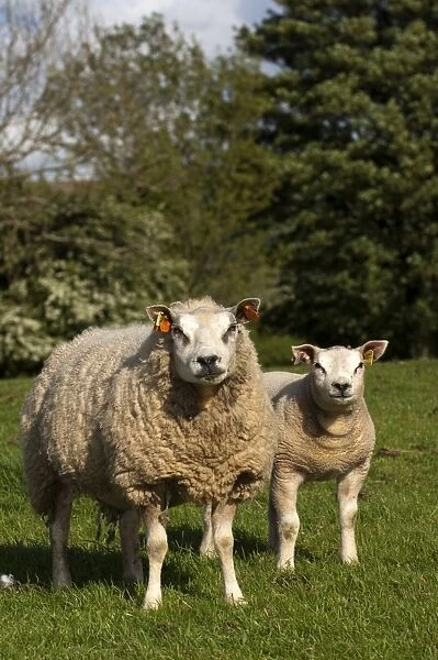 Domestic Sheep, Beltex ewe with lamb, standing in pasture, England, may