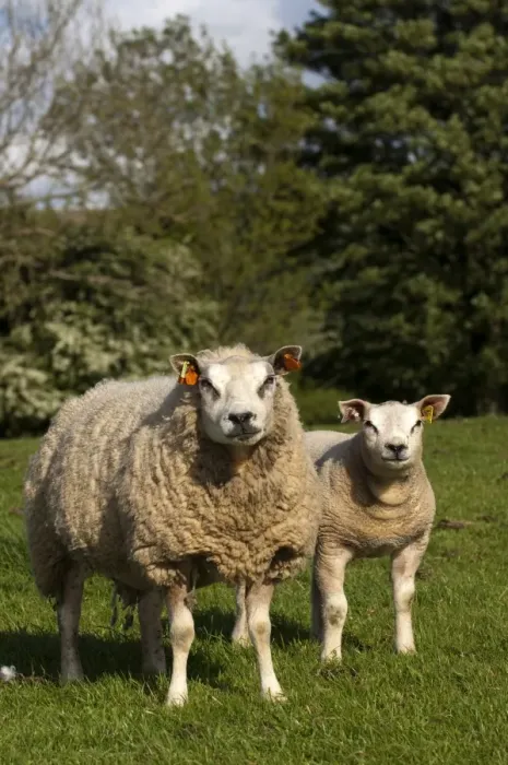 Framed Print : Domestic Sheep, Beltex ewe with lamb, standing in pasture, England, may Framed Print : Domestic Sheep, Beltex ewe with lamb, standing in pasture, England, may