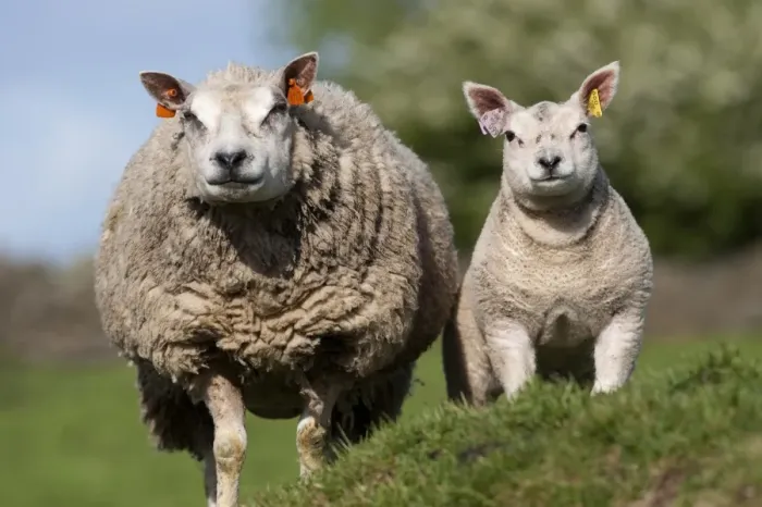 Framed Print : Domestic Sheep, Beltex ewe with lamb, standing in pasture, England, may Framed Print : Domestic Sheep, Beltex ewe with lamb, standing in pasture, England, may