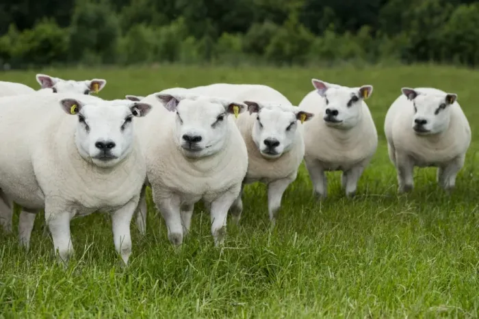 Framed Print : Domestic Sheep, Beltex ewes, flock standing in pasture, England, July Framed Print : Domestic Sheep, Beltex ewes, flock standing in pasture, England, July