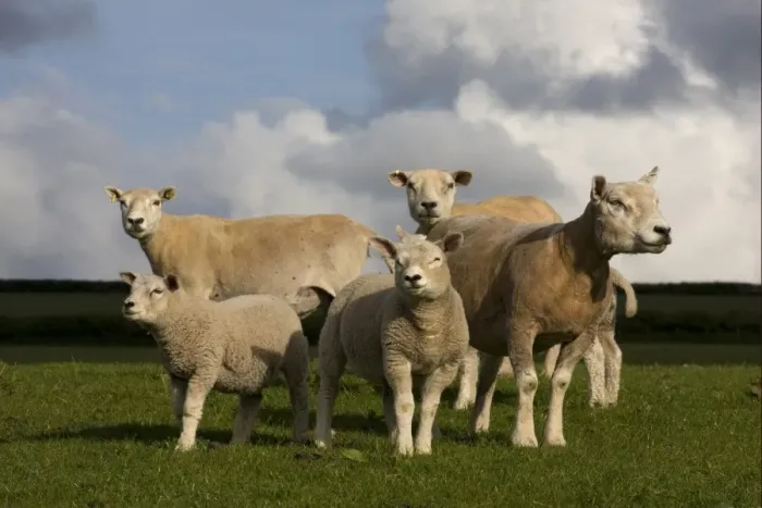 Framed Print : Domestic Sheep, Beltex ewes with lambs, standing in pasture, Carmarthenshire, South Wales, may Framed Print : Domestic Sheep, Beltex ewes with lambs, standing in pasture, Carmarthenshire, South Wales, may