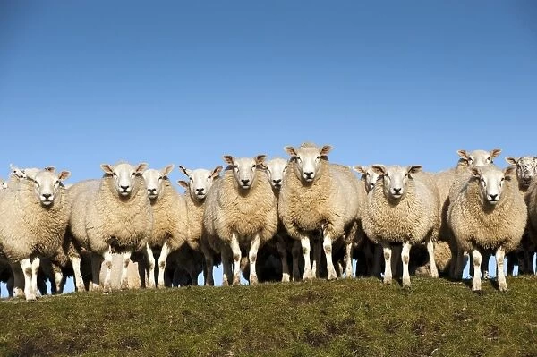 Domestic Sheep, Beltex, flock standing on hillside, England, november