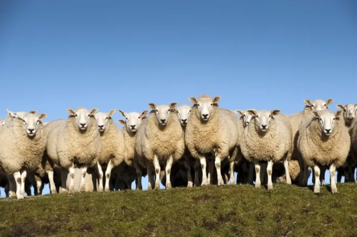Framed Print : Domestic Sheep, Beltex, flock standing on hillside, England, november Framed Print : Domestic Sheep, Beltex, flock standing on hillside, England, november