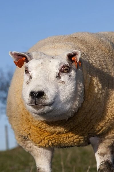 Domestic Sheep, Beltex, ram, close-up of head, England, november