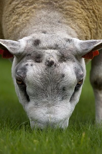 Domestic Sheep, Beltex ram, close-up of head, grazing on short grass, Cumbria, England, august