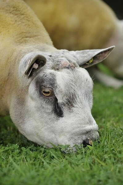 Domestic Sheep, Beltex ram, close-up of head, grazing on clover rich grass, England, August