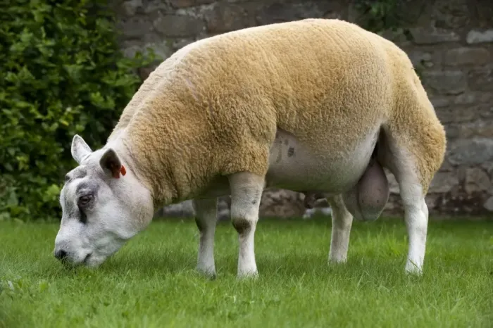 Framed Print : Domestic Sheep, Beltex ram, grazing on short grass, Cumbria, England, august Framed Print : Domestic Sheep, Beltex ram, grazing on short grass, Cumbria, England, august
