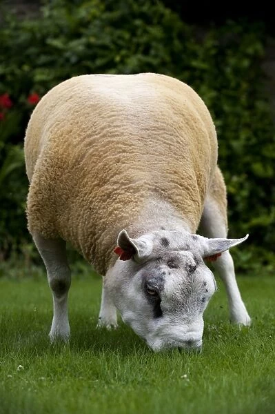 Domestic Sheep, Beltex ram, grazing on short grass, Cumbria, England, august