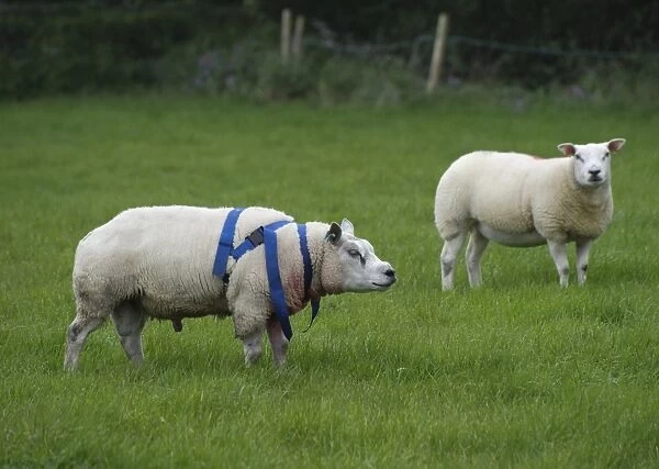Domestic Sheep, Beltex ram, wearing raddle, with Texel ewe, standing in pasture, Longridge, Lancashire, England, october