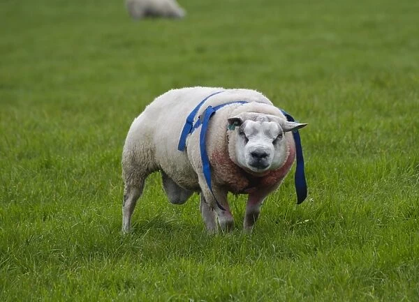 Domestic Sheep, Beltex ram, wearing raddle, standing in pasture, Longridge, Lancashire, England, october