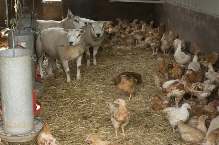 Framed Print : Domestic Sheep, Beltex rams, with Domestic Chicken, freerange broiler flock, on straw bedding beside feeders in shed Framed Print : Domestic Sheep, Beltex rams, with Domestic Chicken, freerange broiler flock, on straw bedding beside feeders in shed
