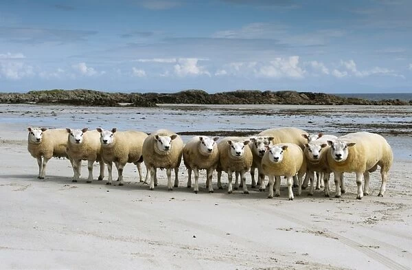 Domestic Sheep, Beltex rams, flock standing on sandy beach, Isle of Tiree, Inner Hebrides, Scotland, August