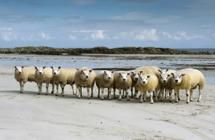 Framed Print : Domestic Sheep, Beltex rams, flock standing on sandy beach, Isle of Tiree, Inner Hebrides, Scotland, August
