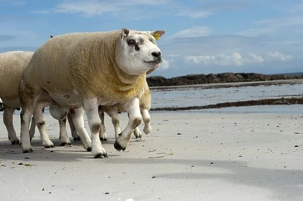Domestic Sheep, Beltex rams, flock walking on sandy beach, Isle of Tiree, Inner Hebrides, Scotland, August