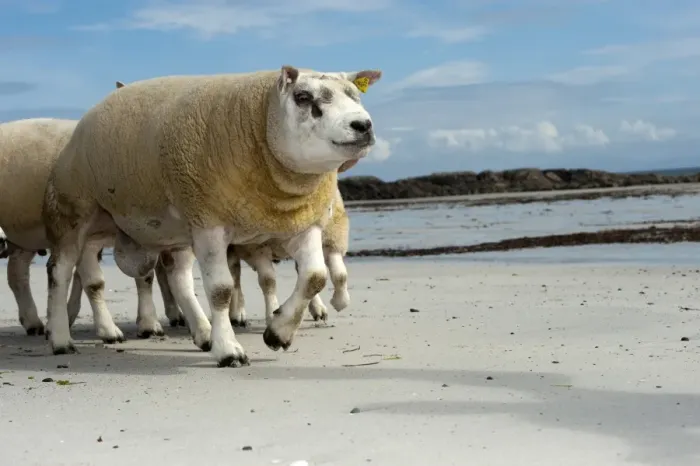 Framed Print : Domestic Sheep, Beltex rams, flock walking on sandy beach, Isle of Tiree, Inner Hebrides, Scotland, August Framed Print : Domestic Sheep, Beltex rams, flock walking on sandy beach, Isle of Tiree, Inner Hebrides, Scotland, August