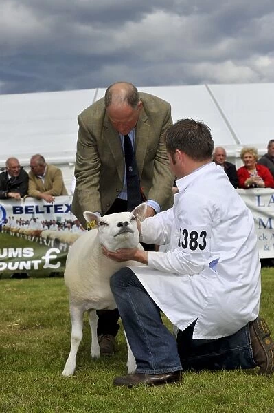 Domestic Sheep, Beltex sheep being inspecting by judge at show, Royal Highland Show, Ingliston, Edinburgh, Scotland, june 2011