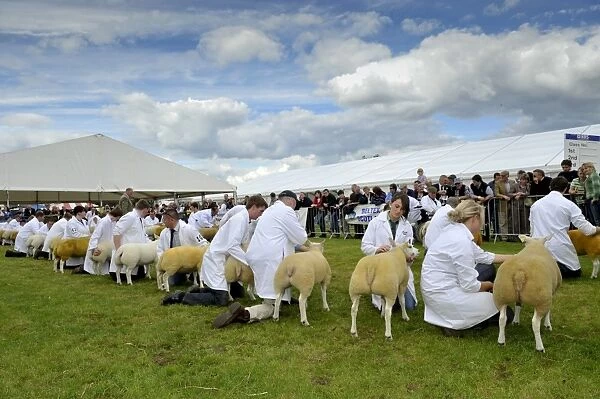 Domestic Sheep, Beltex sheep being judged show, Royal Highland Show, Ingliston, Edinburgh, Scotland, june 2011
