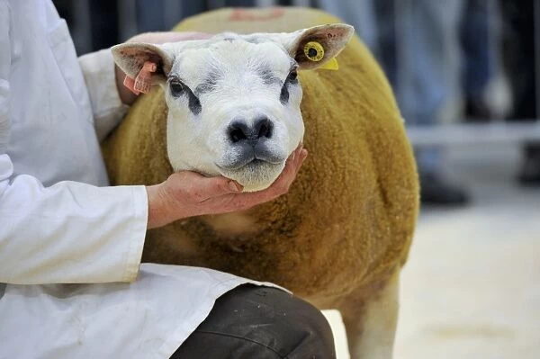 Domestic Sheep, Beltex sheep, at pedigree show and sale, England, August