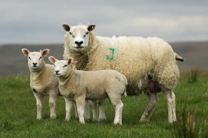 Framed Print : Domestic Sheep, Beltex x Texel ewe, with Beltex sired lambs, England Framed Print : Domestic Sheep, Beltex x Texel ewe, with Beltex sired lambs, England