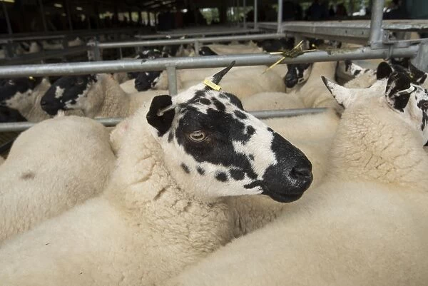 Domestic Sheep, Beulah Speckled Face ewes, flock in pens at livestock market, Ruthin Livestock Market, Denbighshire