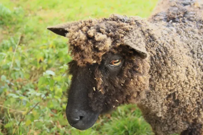 Framed Print : Domestic Sheep, Black Wensleydale, ewe, recently shorn, close-up of head, Bacton, Suffolk, England, october Framed Print : Domestic Sheep, Black Wensleydale, ewe, recently shorn, close-up of head, Bacton, Suffolk, England, october