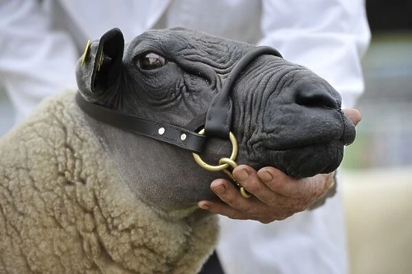 Domestic Sheep, Bleu du Maine, adult, close-up of head, wearing halter at show, Royal Welsh Show, Powys, Wales, July